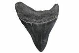 Fossil Megalodon Tooth - North Carolina #379142-1